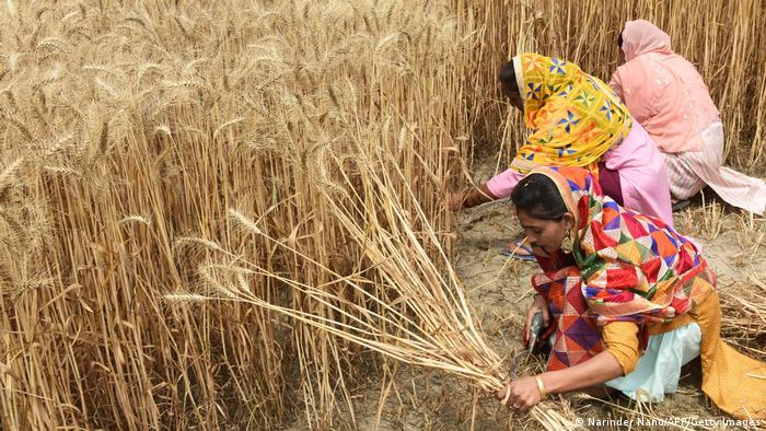 Frauen ernten mit ihren Händen Weizen in Punjab in Indien