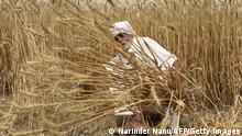 A farmer harvests wheat crop in a field on the outskirts of Amritsar on April 12, 2022. (Photo by NARINDER NANU / AFP) (Photo by NARINDER NANU/AFP via Getty Images)