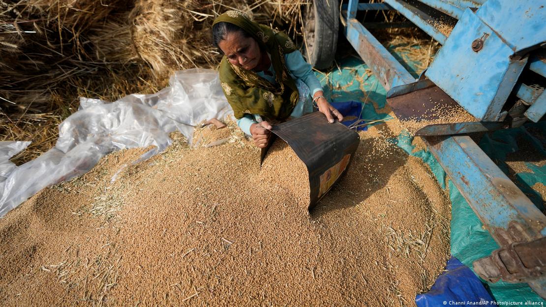 Mulher coleta trigo em um monte do grão
