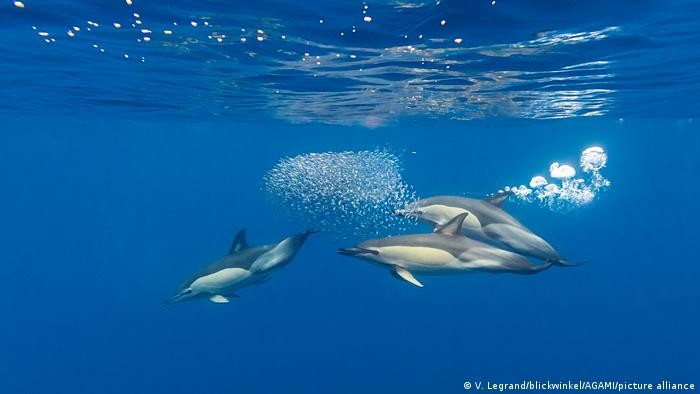 Three dolphins swimming around a group of small fish in the ocean