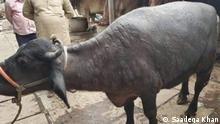 A LSDV infected cow from rural Sindh having nodes in her body 