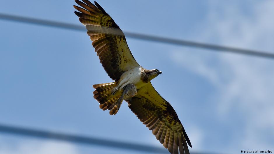 An osprey (Pandion haliaetus) circles in the sky above a power line 