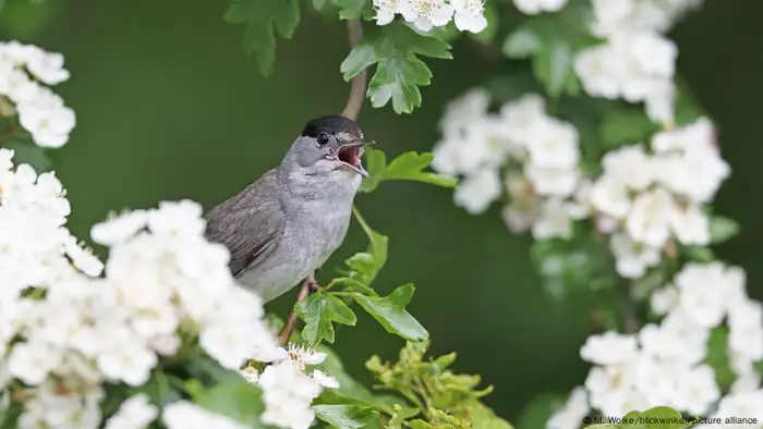 طائر الدخلة.. تغير مسار الرحلة