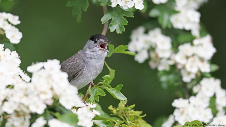 A male blackcap (Sylvia atricapilla) sings on flowering hawthorn branches