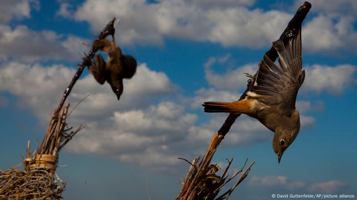 Dos pájaros cantores pegados a varillas con pegamento.