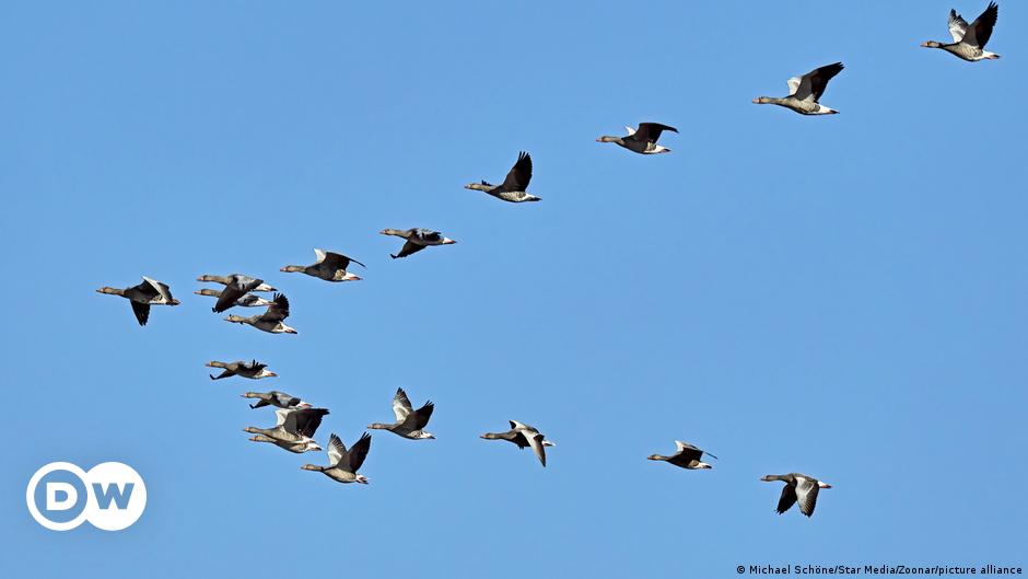 The perilous life of migratory birds