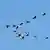 A flock of gray geese (Anser anser). 