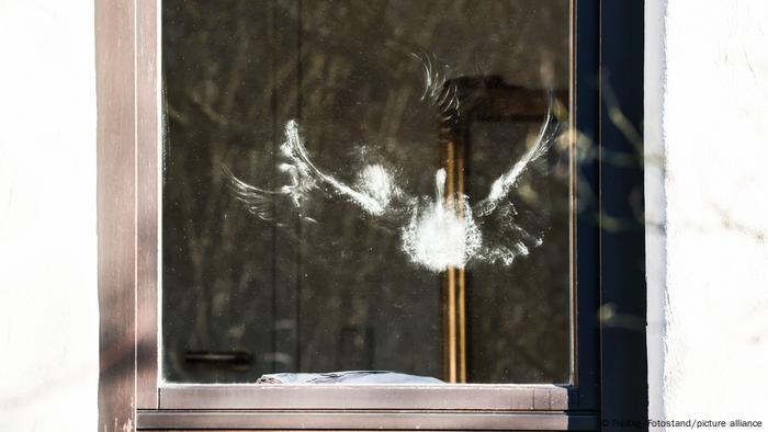 Huella de un pájaro tras golpear contra un cristal.