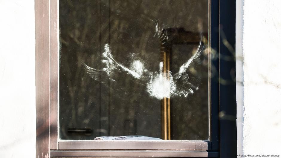 Imprint of a bird hitting a pane of glass. 