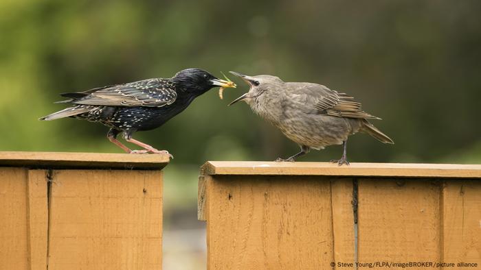 Una cría de estornino pinto (Sturnus vulgaris) está siendo alimentada por uno de sus progenitores en la valla del jardín.