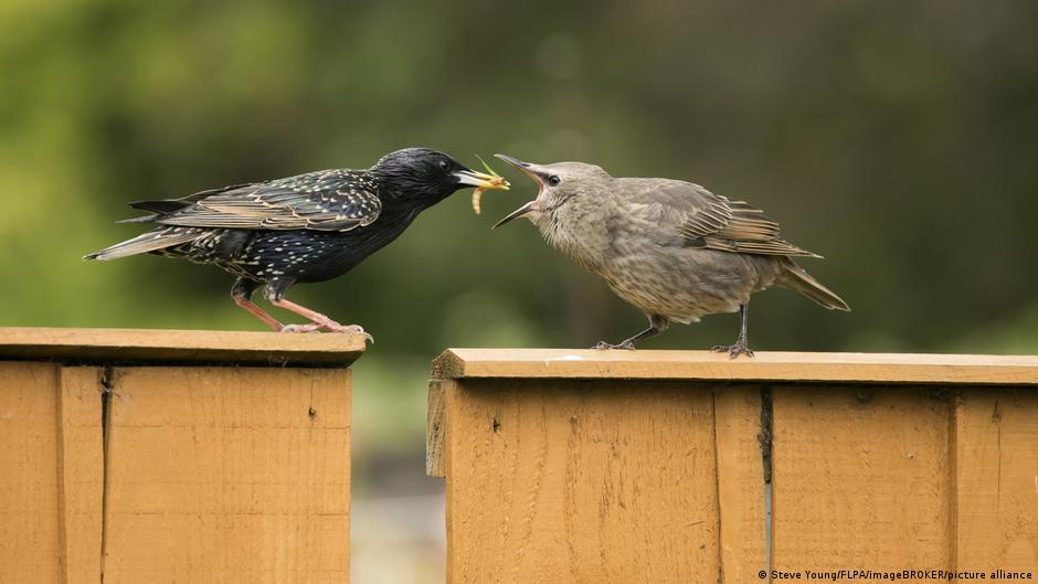 Young common starling (Sturnus vulgaris) being fed by a parent at the garden fence