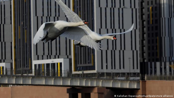 Dos cisnes salvajes pasan volando por delante de los rascacielos.