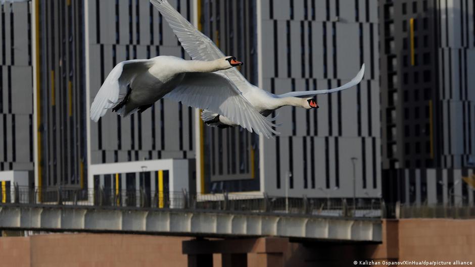Two wild swans fly past skyscrapers 