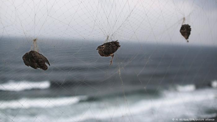 Tres aves cuelgan en una red en la costa de la Franja de Gaza.