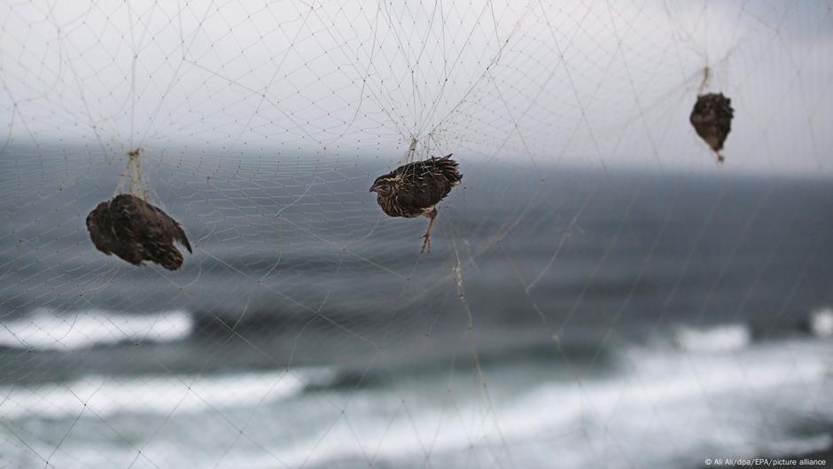 Three birds hang in a net on the coast of the Gaza Strip