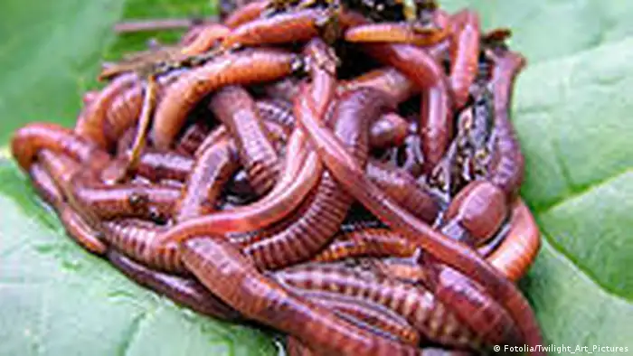 Regenwürmer Kompostwürmer