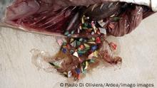 Hallan plástico en peces de aguas profundas