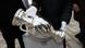 The men's European Championship trophy The men's European Championship trophy
