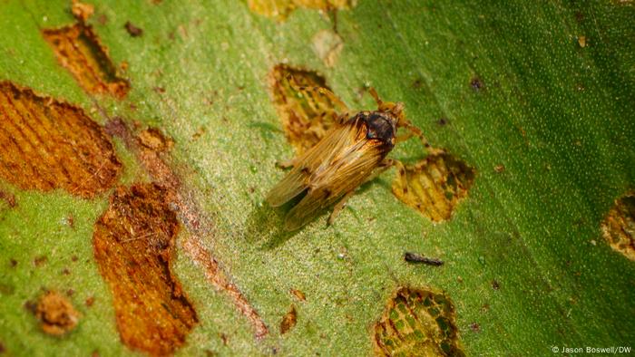 Un fulgormorfo de jacinto de agua, Megamelus scutellaris, se posa sobre una hoja de jacinto mostrando el daño que el insecto inflige a la planta invasora.