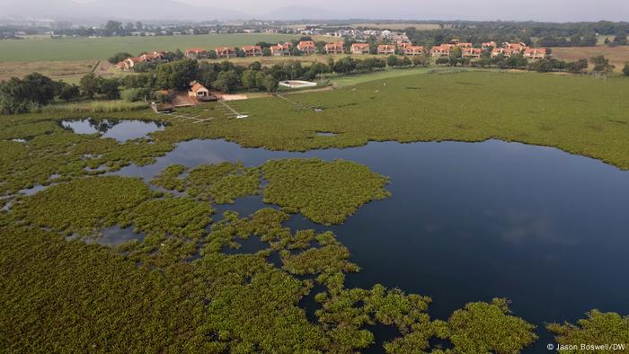 Una vista aérea que muestra las vastas alfombras creadas por la hierba que flota libremente.