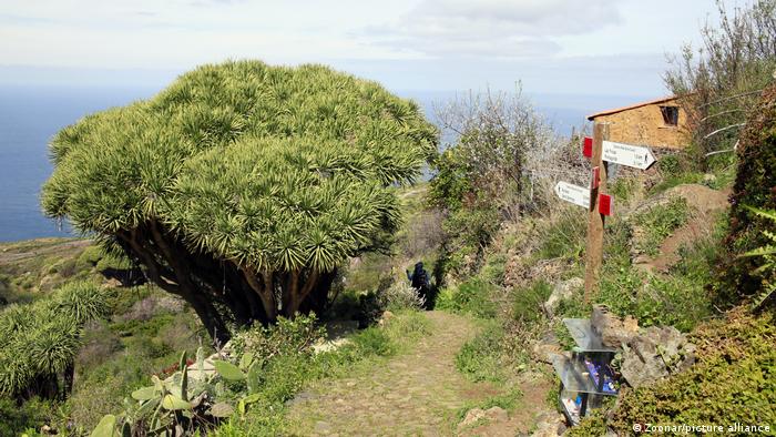 Ein Drachenbaum auf La Palma
