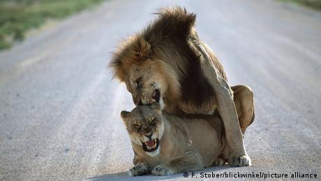 Löwen bei der Paarung im Etoscha Nationalpark, Namibia