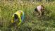 Farmers harvest a crop of finger millet in a field on the outskirts of Bangalore Farmers harvest a crop of finger millet in a field on the outskirts of Bangalore