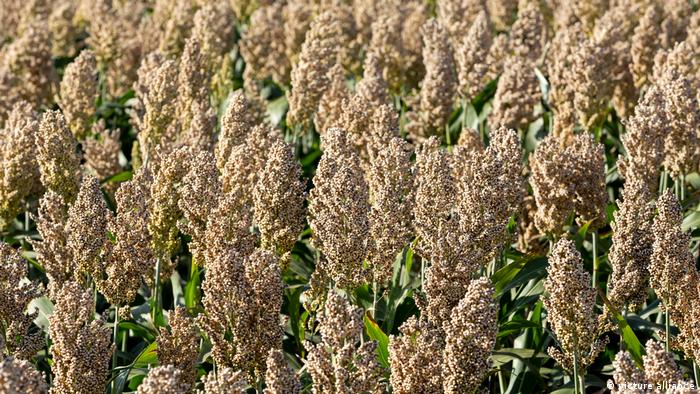 Millet plants ripe with grains