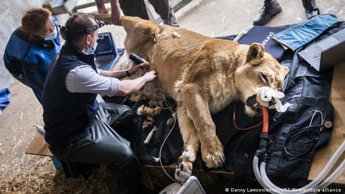Lioness Julie and veterinarian at Yorkshire Wildlife Park, UK