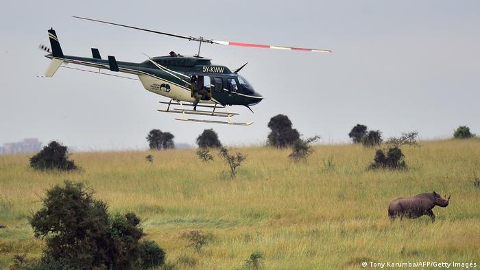 A helicopter hovering over a black rhinoceros right before a vet shoots the animal with a tranquilizer dart 