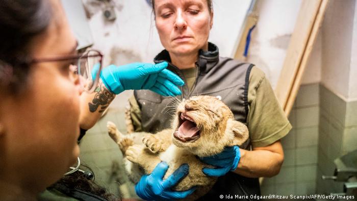 The veterinarian holds the lion cub's mouth open