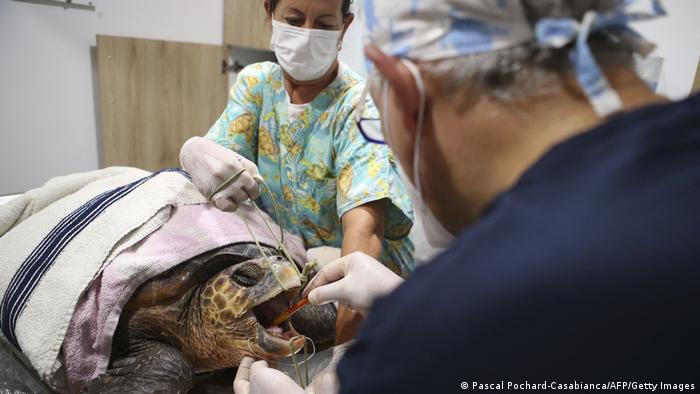 A veterinarian inserting a sea turtle