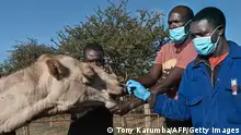 Sospeter Wambugu (R), a veterinary technologist, administers a nasal swab on a female camel as she is held down by resident livestock handlers, at the International Livestock Research Institute (ILRI) ranch, where the camels are regularly tested for the Middle East Respiratory Syndrome (MERS) virus as scientists monitor for indications of possible transition of the microbes from animal to humans, at the Kapiti plains ranch, located in Machakos County, on March 24, 2021. - ILRI began researching camels in Kenya in 2013, a year after the appearance of MERS in Saudi Arabia, a coronavirus which kills an estimated 35 percent of those it infects, with some 850 deaths recorded, according to the World Health Organisation.
MERS is a zoonotic virus, believed to have transmitted from bats to camels, which causes similar symptoms to Covid-19 in humans: fever, coughing and respiratory difficulties. (Photo by TONY KARUMBA / AFP) (Photo by TONY KARUMBA/AFP via Getty Images)