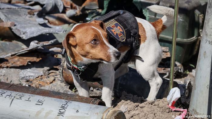 Un câine care a detectat sute de mine rusești 