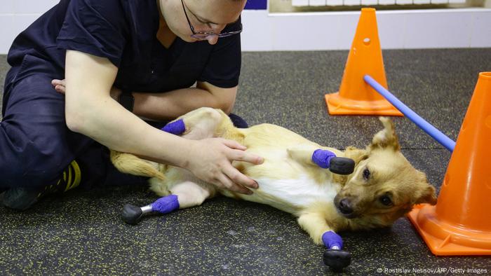 A dog with four prosthetic legs is getting its belly rubbed at a clinic in Novosibirsk, Russia