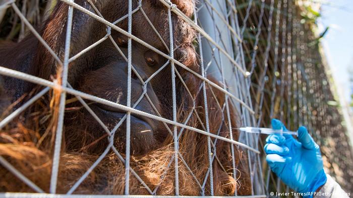 Orangutan Sandai is vaccinated against COVID-19 at the Buin Zoo in Chile