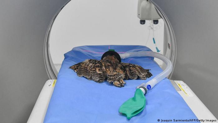 An owl spread out on a blue cloth inside a CT scanner