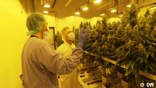 Marijuana legalization promises profits in Germany