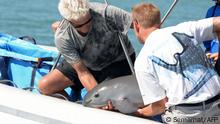 (FILES) This handout pictured taken on October 18, 2017, and released by the Mexican Secretary of Environment and Natural Resources (Semarnat) shows scientists with a six-month-old vaquita marina porpoise calf -- the first ever caught as part of a bold program to save the critically endangered species, at the sea of Baja California State, Mexico. - Vaquita porpoises are on the edge of extinction, with just 10 left in their sole habibat within Mexico's Gulf of California. However, a new study in Science on Thursday offers some hope: the world's rarest marine mammals aren't doomed by a lack of genetic diversity, and can recover if illegal gillnet fishing ceases immediately. We're trying to push back on this idea that there's no hope, that nothing we do could save them at this point. It's just not an accurate assumption, lead author Jacqueline Robinson of the University of California San Francisco told AFP. Porpoises are closely related to dolphins, and share many things in common including great intelligence. The vaquita, whose name means little cow in Spanish, measures four to five feet in length, making it the smallest of all cetaceans. (Photo by Semarnat / AFP) / RESTRICTED TO EDITORIAL USE - MANDATORY CREDIT AFP PHOTO / SEMARNAT - NO MARKETING NO ADVERTISING CAMPAIGNS - DISTRIBUTED AS A SERVICE TO CLIENTS / TO GO WITH AFP STORY by Lucie AUBOURG, Inbreeding won't doom the last of the vaquitas, but fishing might: study