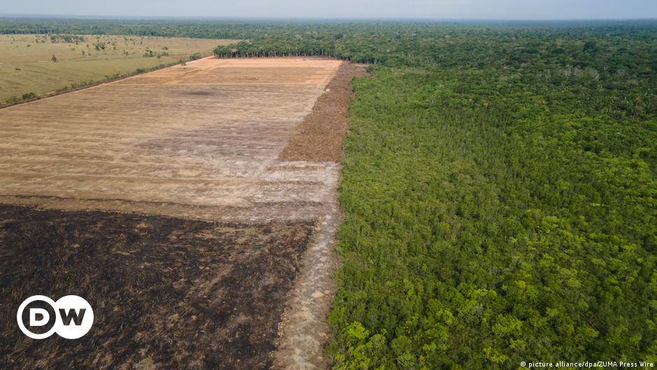 Abholzung des Regenwalds in Brasilien schreitet weiter voran