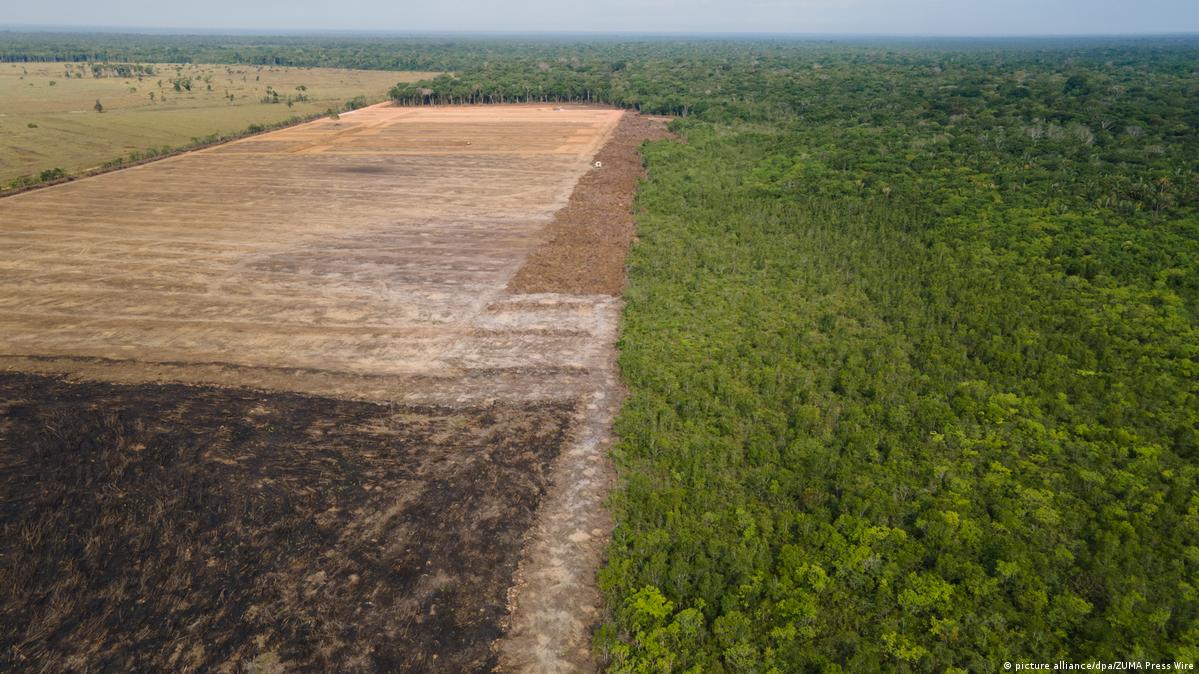 Amazon deforestation hits new high in Brazil – DW – 05/07/2022