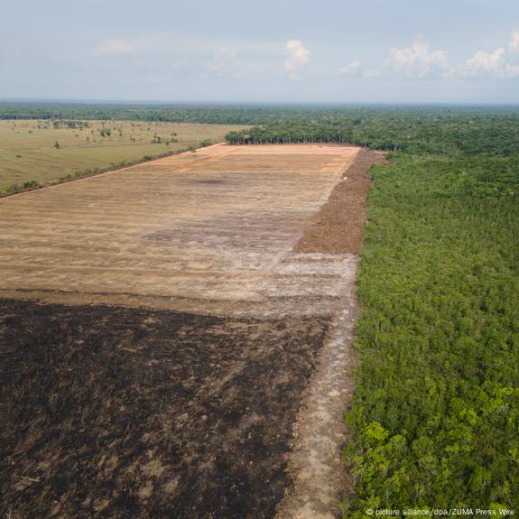 Expansão urbana e agronegócio ameaçam Mata Atlântica, alerta