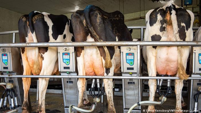Koeien worden gemolken tijdens het rijden op een langzaam bewegende carrousel in Chestertown, Maryland, VS