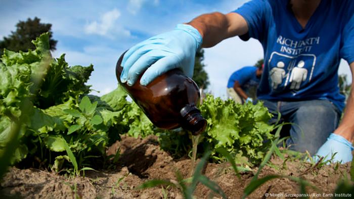 Lechugas abonadas con orina: aquí, en un campo de experimentación del Instituto Rich Earth en Michigan, Estados Unidos.