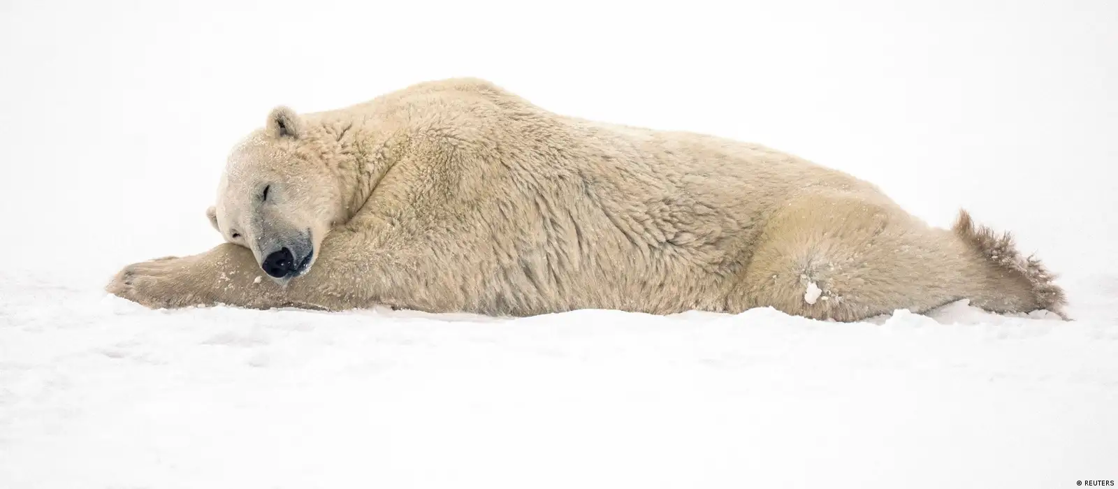 Grátis: Minha Primeira Enciclopédia animais marinhos - Material Claro e  Objetivo em PDF para Estudo Rápido, image size:1600x700