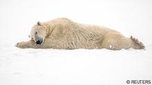 A polar bear rests after sparring with another bear near the Hudson Bay community of Churchill, Manitoba, Canada November 20, 2021. REUTERS/Carlos Osorio Pulitzer Prize finalist for Feature Photography