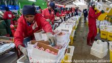 Workers line up packaged roses in a processing shed