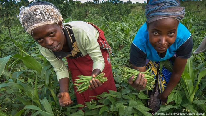 Two women picking peas 