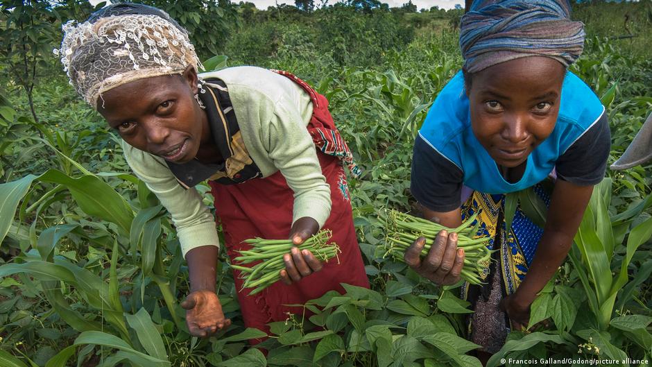 Kenyan farmers swap tobacco for beans | Africa | DW - Vimarsana News