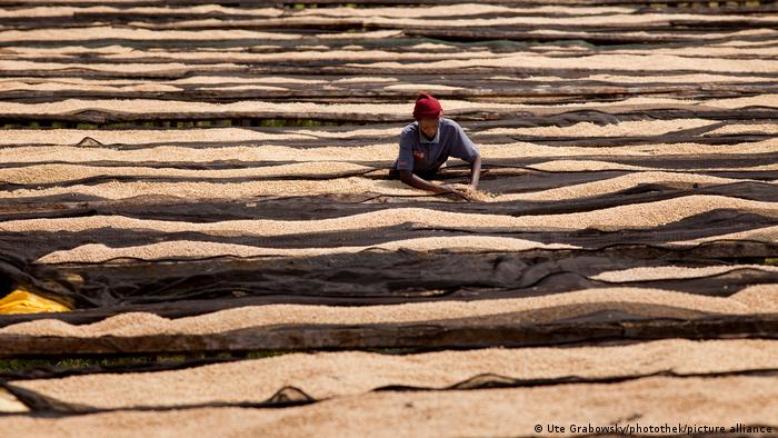 A man places coffee beans on mats for drying 